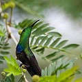 Colibri Falle Vert