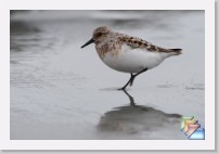 BecasseauSanderling * (42 Diapositives)