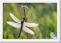 Sympetrum * (45 Diapositives)