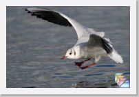 20100117_Mouette * (1 Diapositives)